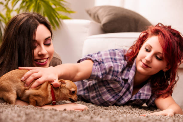 기차 종류별 반려동물 탑승 가능 여부