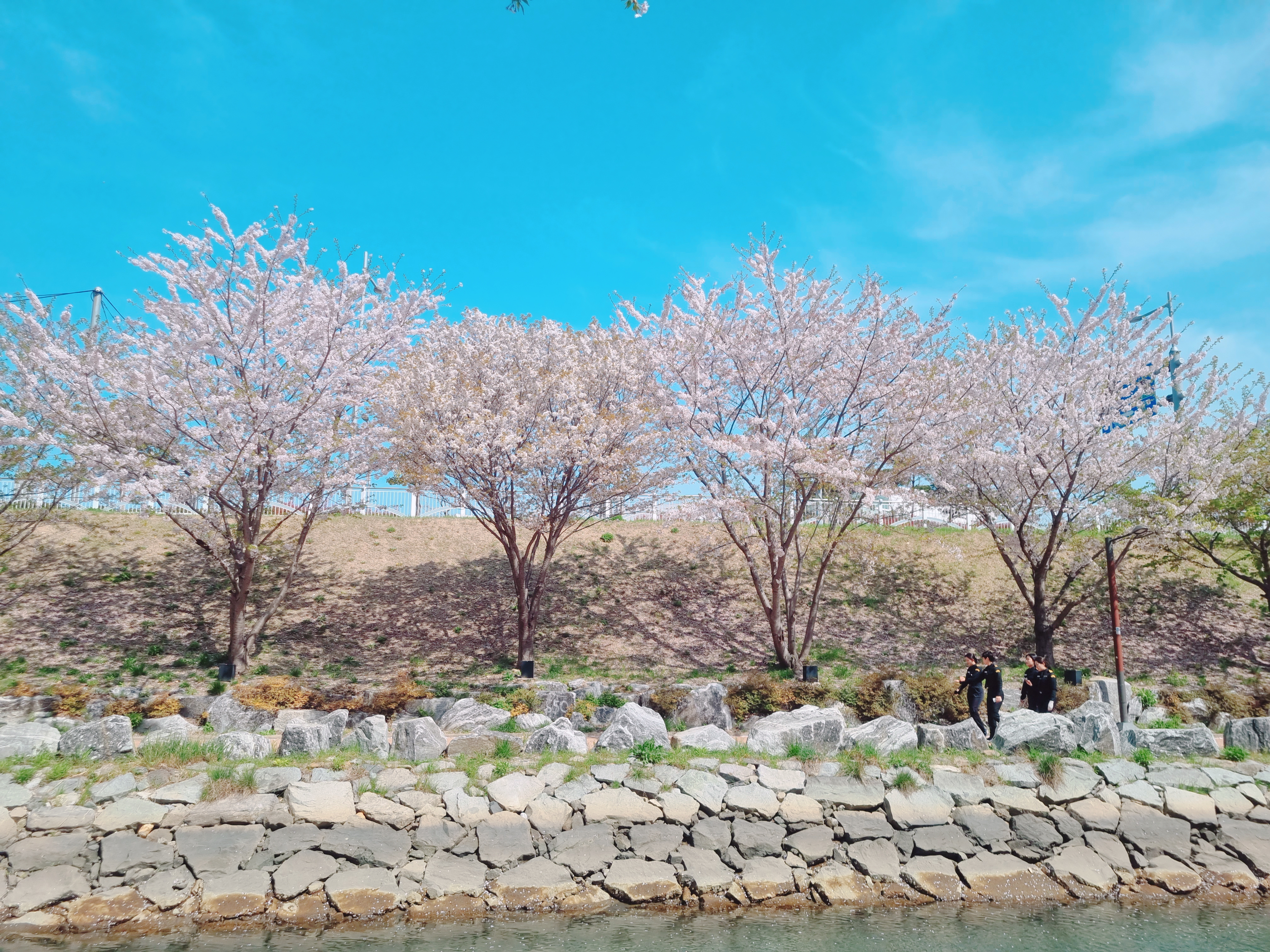 영도 동삼해수천 벚꽃길