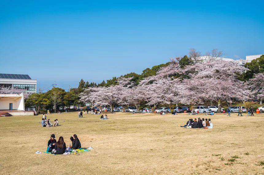 제주대학교 대운동장 옆 벚꽃 풍경과 봄 소풍을 즐기는 사람들