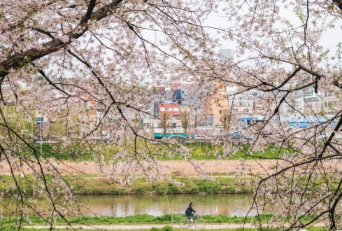 광주벚꽃명소