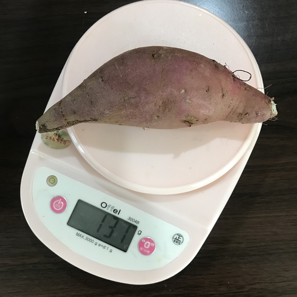 김의준 고구마 중 사이즈