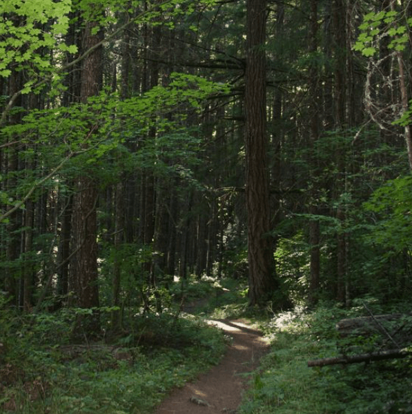 약용식물관리사