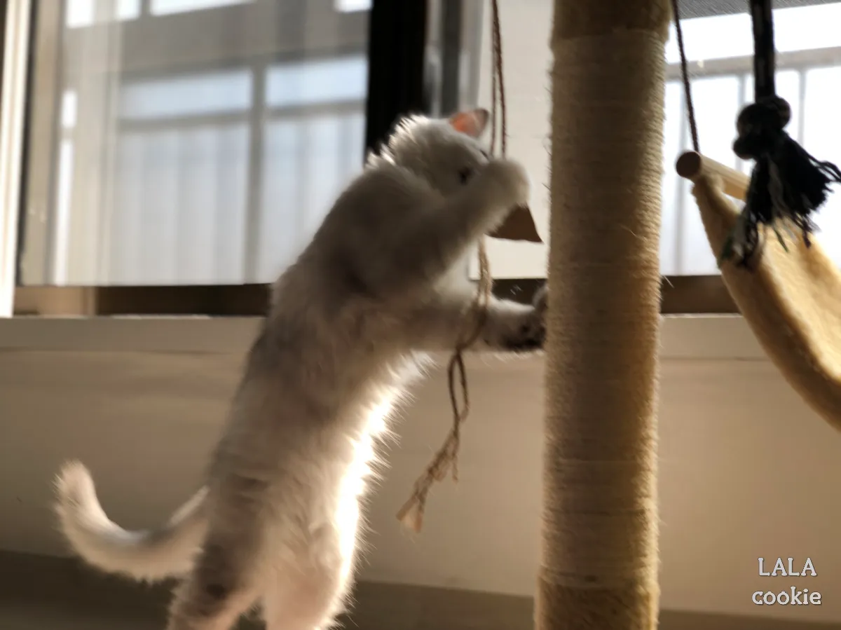 고양이가-놀아달라고-하는-신호-스탠딩-자세로-놀고-있는-고양이