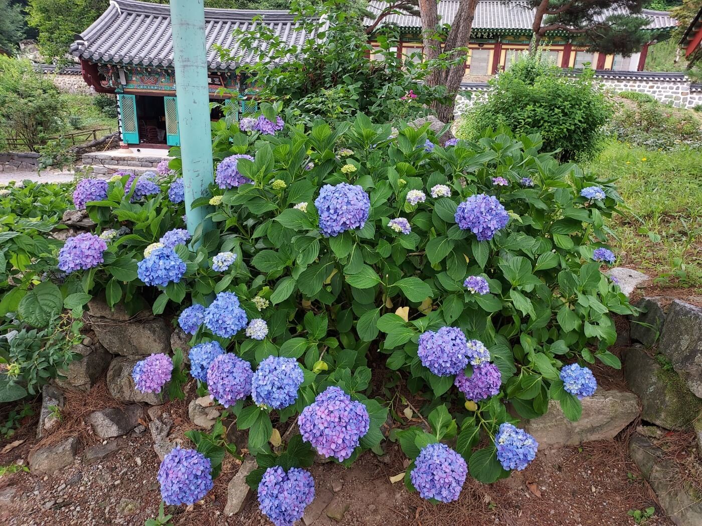 공주 계룡산 갑사 수국정원