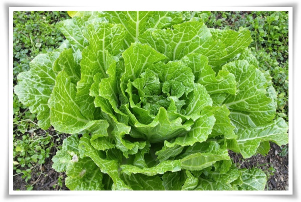 &quot;10월에 심기 좋은 작물 추천&quot; 10월, 새로운 계절을 준비하는 시간...