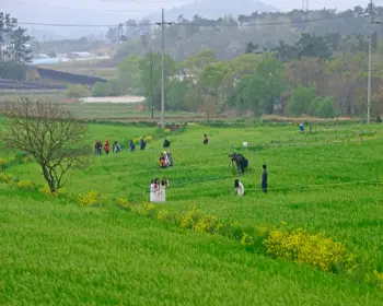 고창 청보리밭 축제_6