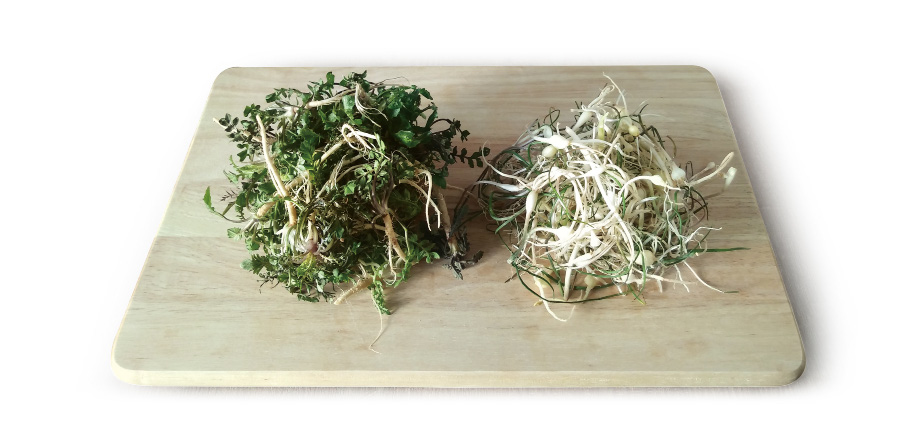 야생에서 채취를 한 냉이와 달래를 잘 세척하여 말린 것을 하얀 바닥 위에 네모난 나무 도마를 두고 그 위에 가지런하게 놓아두고 찍은 사진