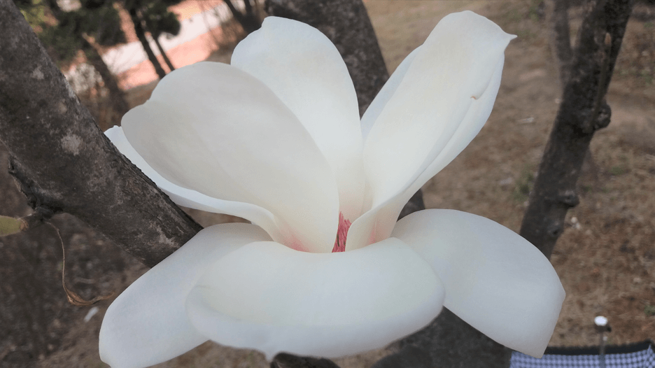 목련꽃 무료 이미지