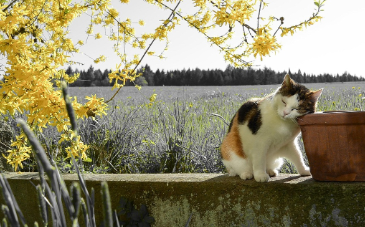 화담숲-예약하기