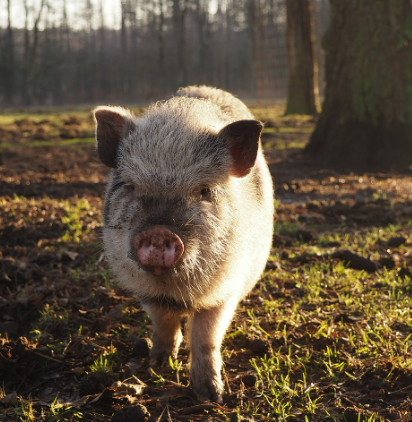 2025년 7월 돼지띠(생년별) 운세