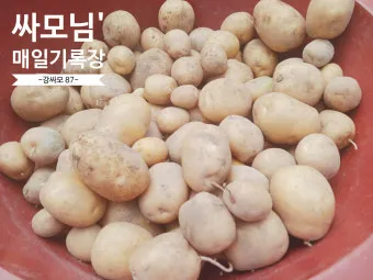 감자 싹나는 시기 파종 시기_18