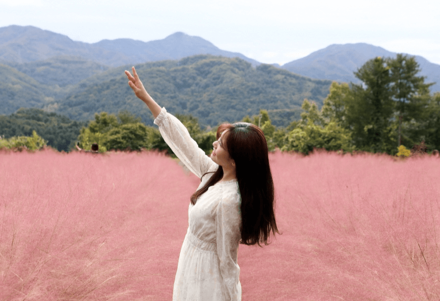 허브아일랜드 핑크뮬리축제