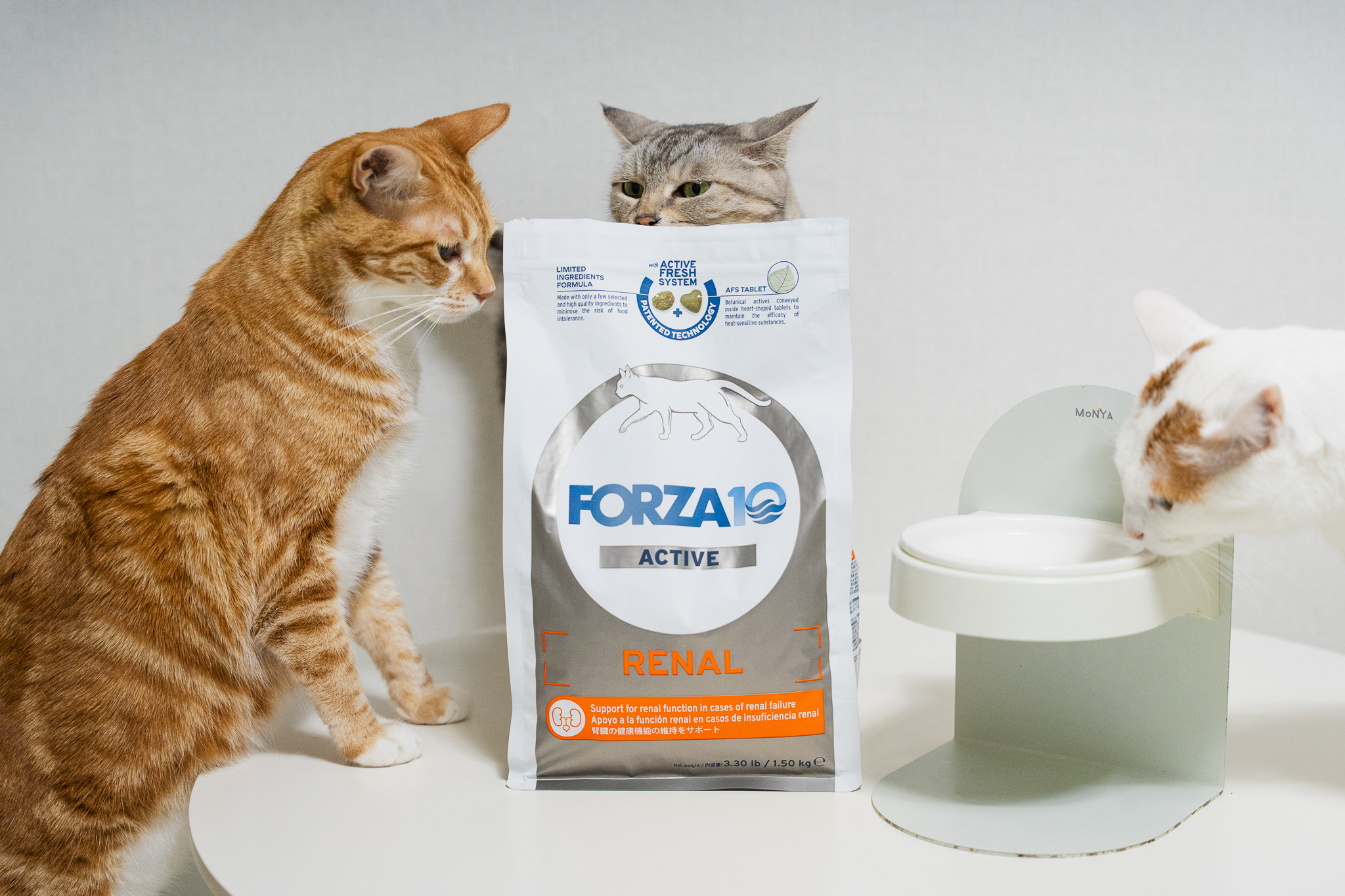 고양이 신장 질환 완전 정리 + 사료 추천 &amp; 관리법