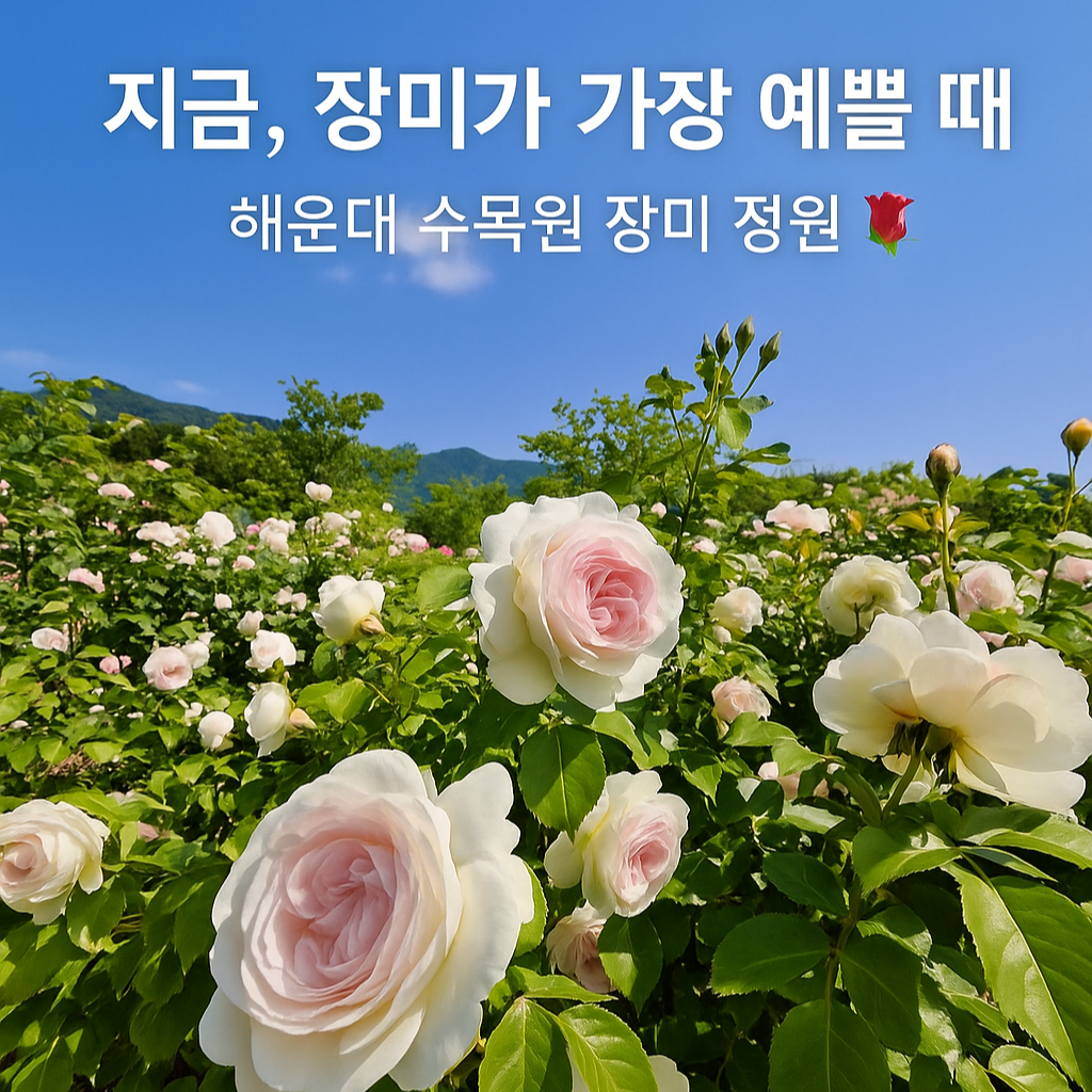 해운대 수목원 장미축제