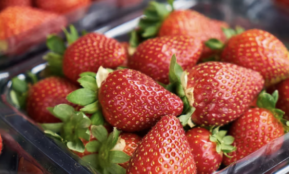 딸기소화되나요