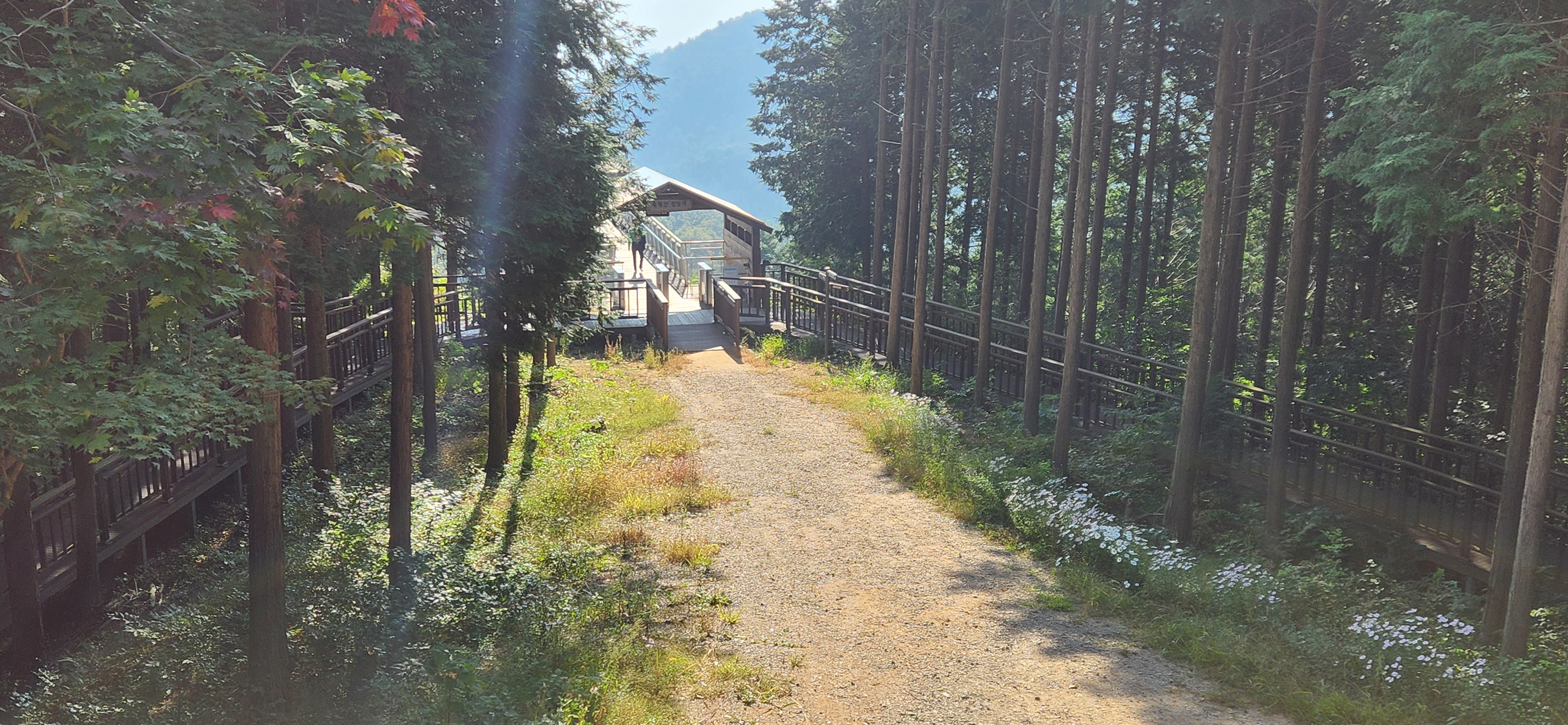 임종국 수목장에서 바라본 축령산 전망대 모습