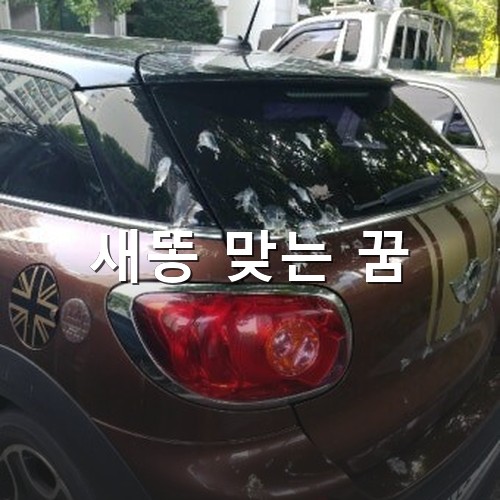 시원하라고-나무-밑에-주차했는데-새똥을-여러방-맞는-안타까운-현실