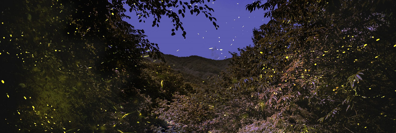 무주반딧불축제 일정&middot;예약&middot;체험까지 한눈에 확인하기