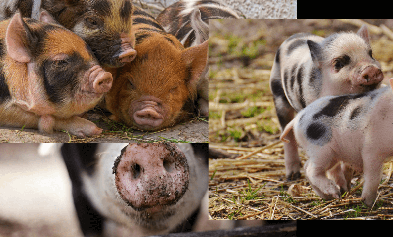 아기 돼지들 사진