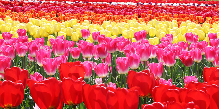 신안 임자도 큘립축제