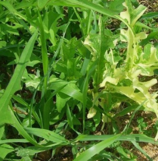 씀바귀 효능과 부작용 먹는법 고르는법