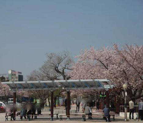 영덕 벚꽃