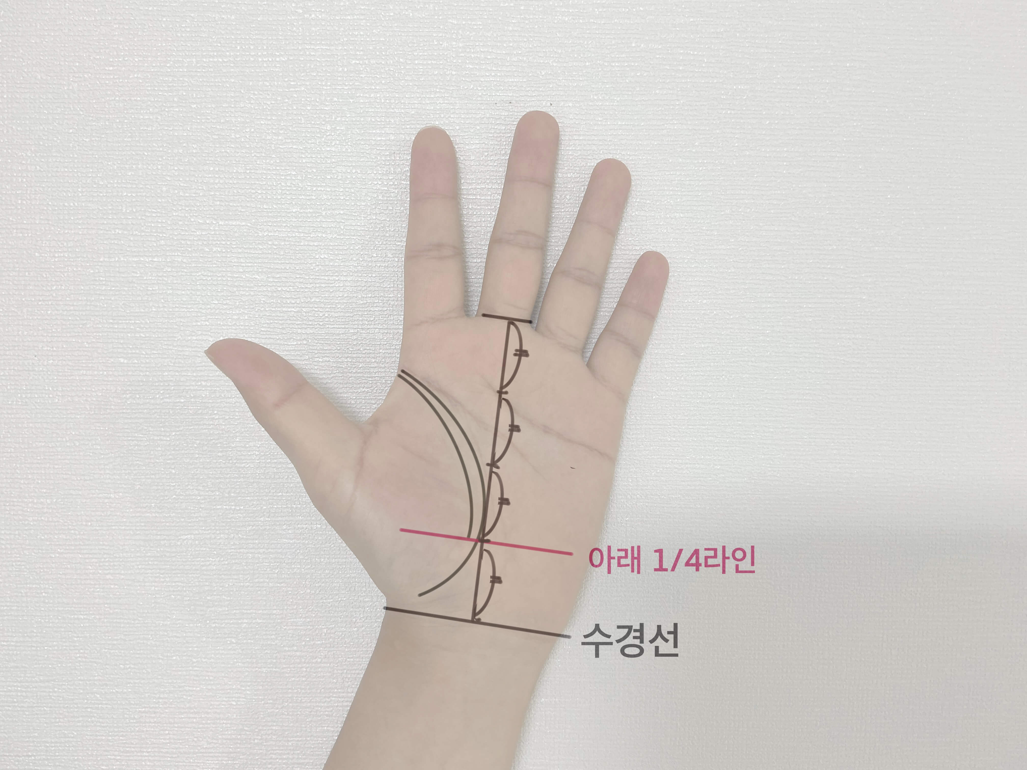 생명선 길이