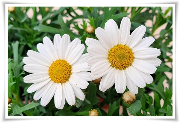 &quot;마가렛&quot; 상큼함으로 일상을 물들이는 꽃, 키우기부터 활용까지 완벽 가이드!