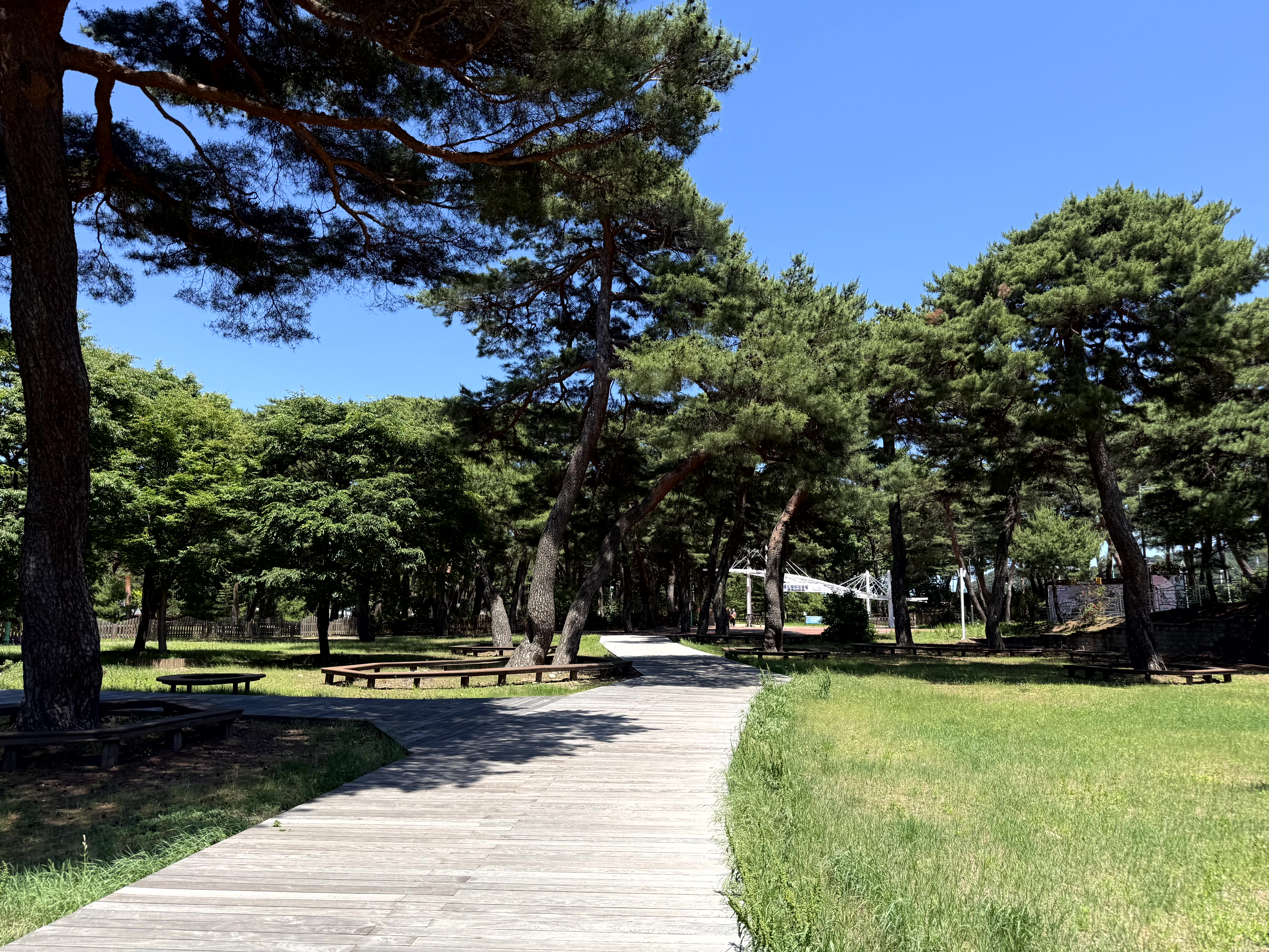 왕피천공원 내 울창한 소나무 숲 사이로 길게 뻗은 목재 산책로가 보이는 풍경