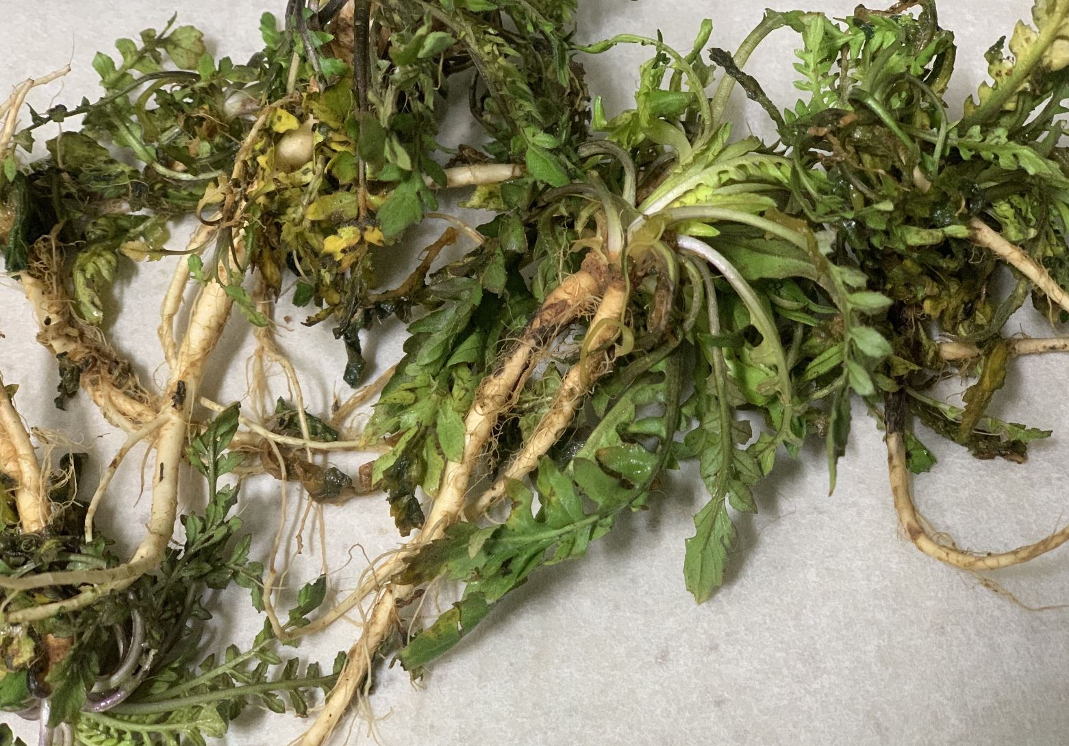 냉이는 여러가지 영양소가 풍부하다.