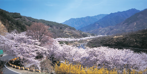 벚꽃 명소 2026