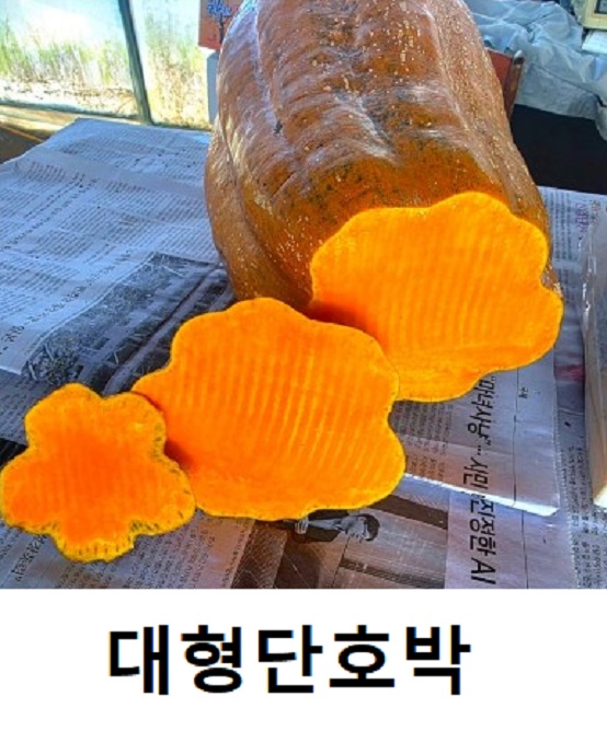 한국인의밥상-대형호박
