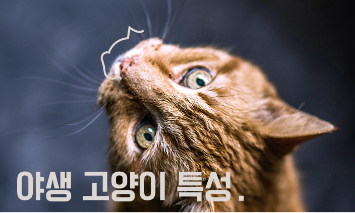 원룸-고양이