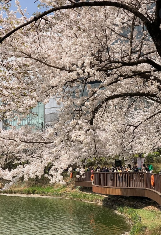 석촌호수벚꽃