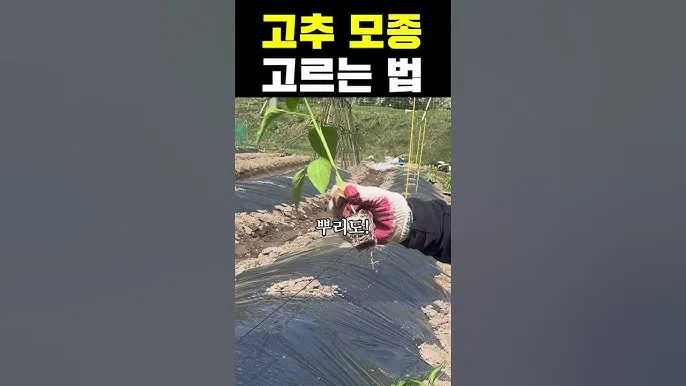 모종 고르는 법 줄기 굵기 잎색 뿌리상태 병해 흔적 확인_5