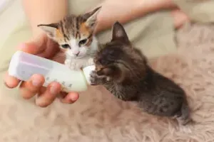 고양이