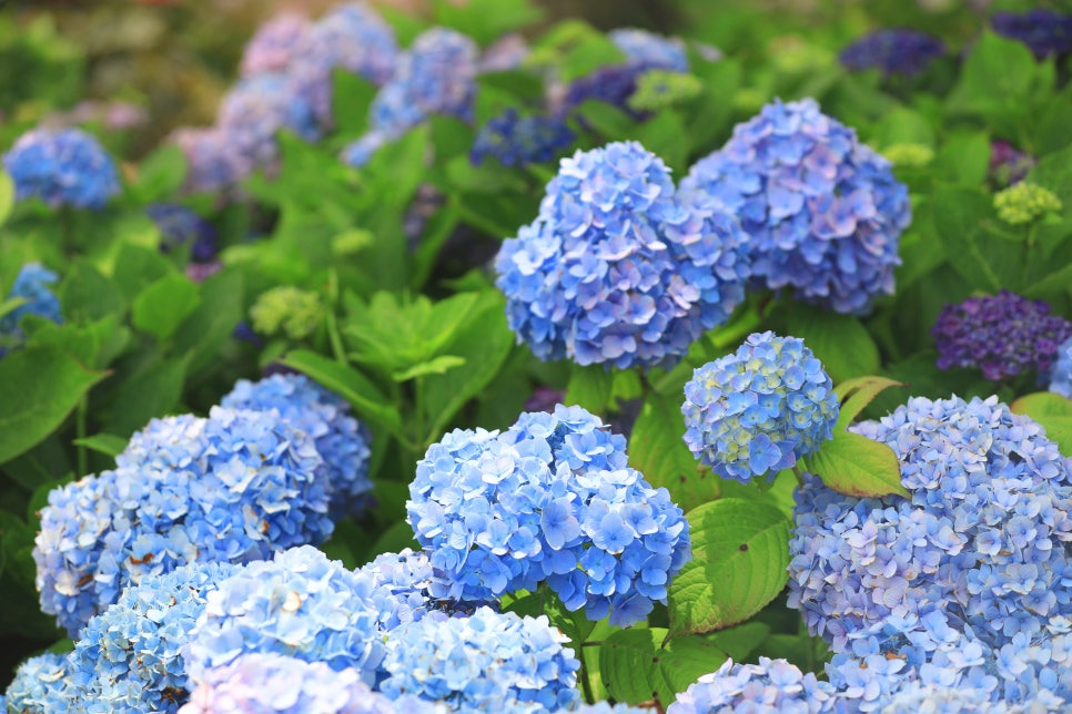 신안 도초수국공원, 6월의 섬꽃길에서 만나는 수국의 향연