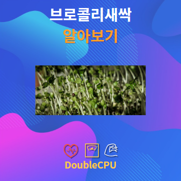 브로콜리새싹 알아보기