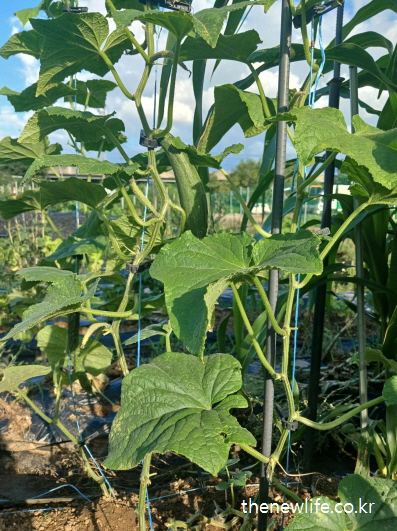 밭에서 덩굴에 매달린 길쭉한 애호박-애호박 효능의 피부 진정과 노화 예방 관련 실물 사진 (1)