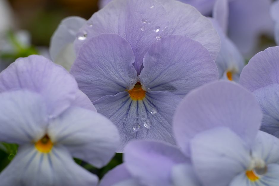 Macro shot of delicate purple pansies with dew drops, captured in Tokyo, Japan.