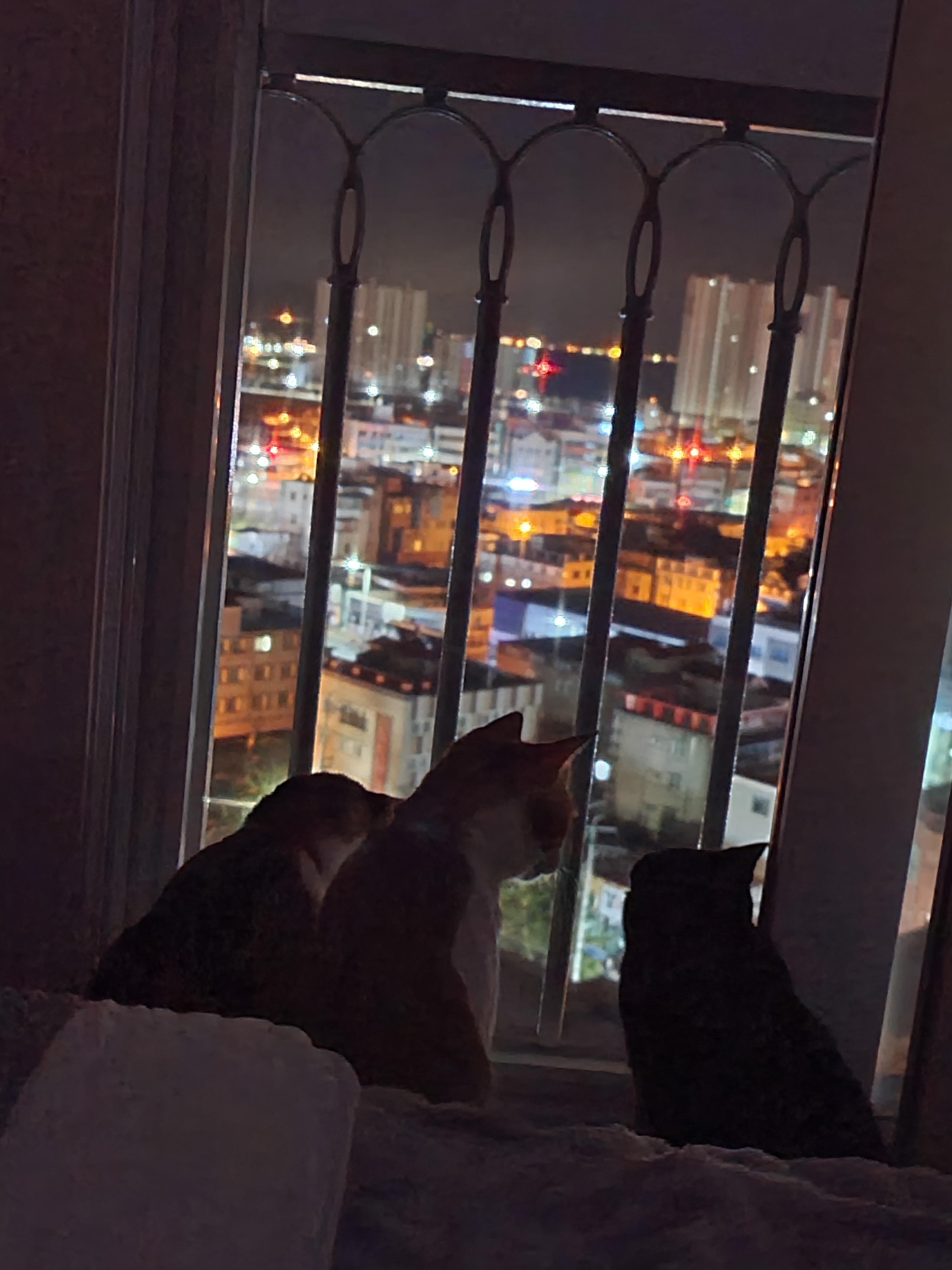 새벽에 창문을 연 이유는? 고양이 응아냄새의 심각성.