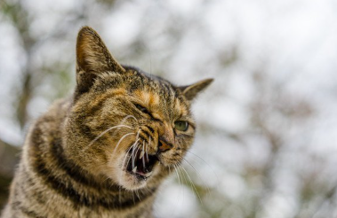 짜증나는 고양이.