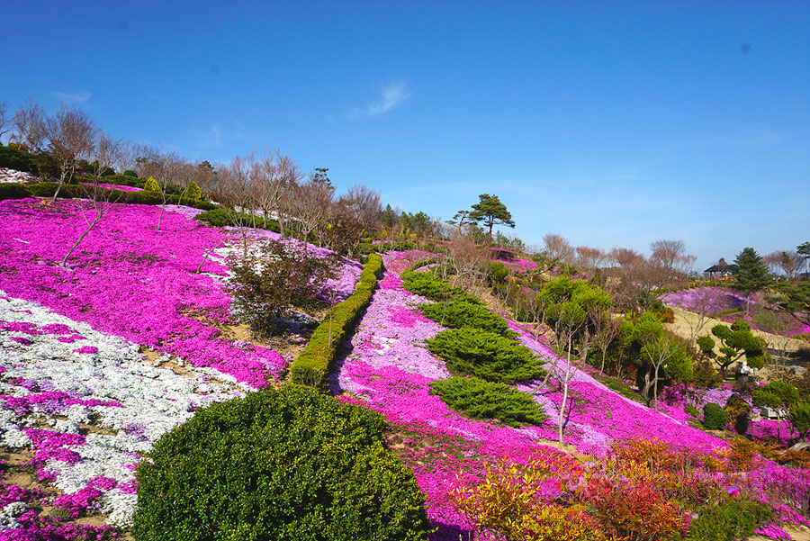 진안 꽃잔디동산 축제 관련사진