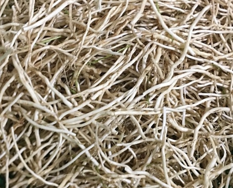 한국의 떡 종류 메싹떡-메싹뿌리