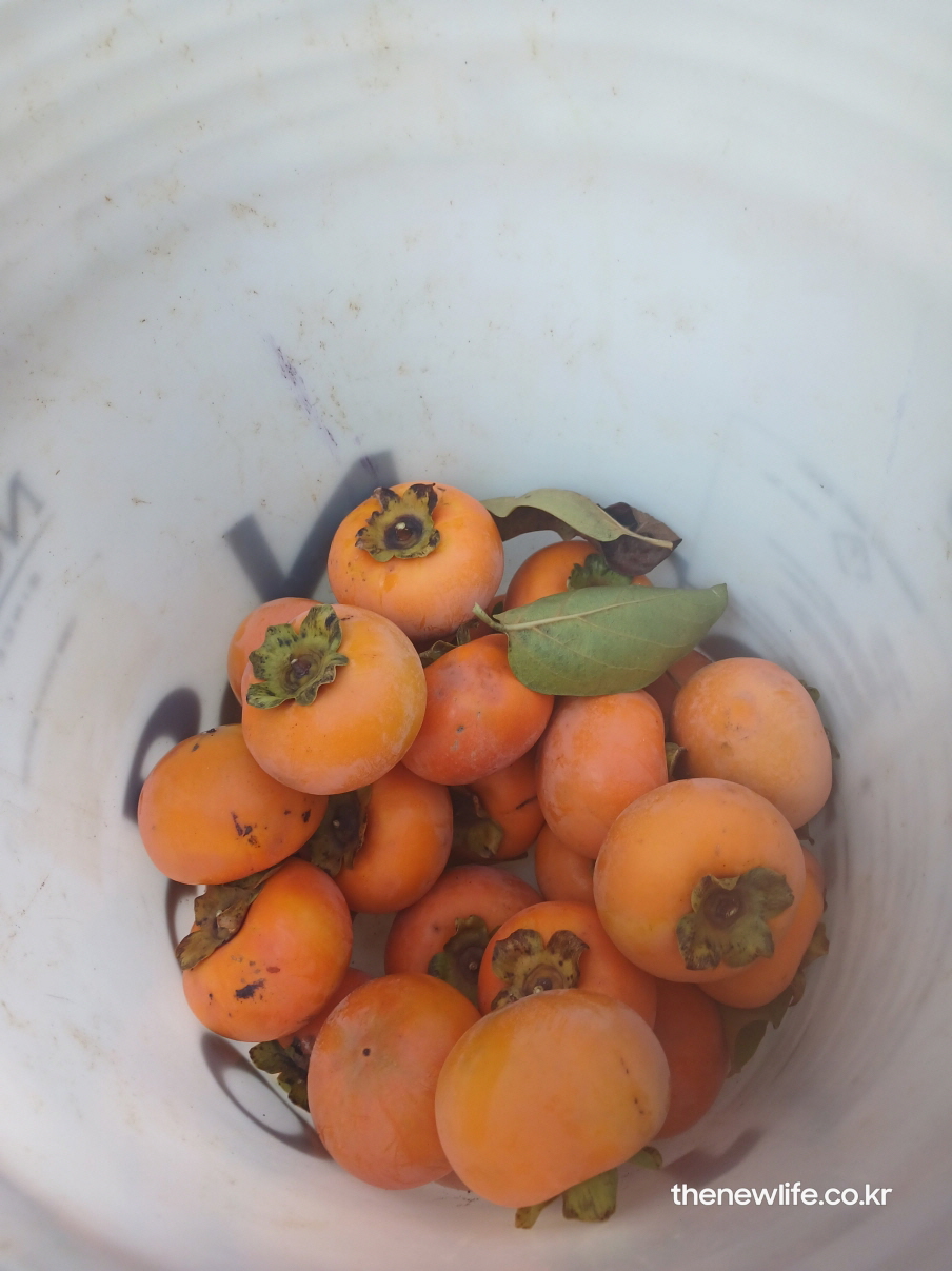 바구니 속에 가을에 수확한 주황빛 단감이 모여 있는 실사 사진