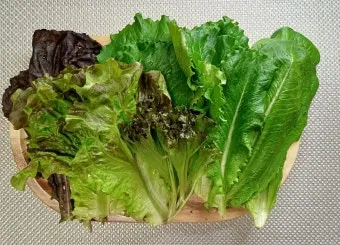 상추 물주는 시기 및 주의사항과 재배 노하우 정리_13