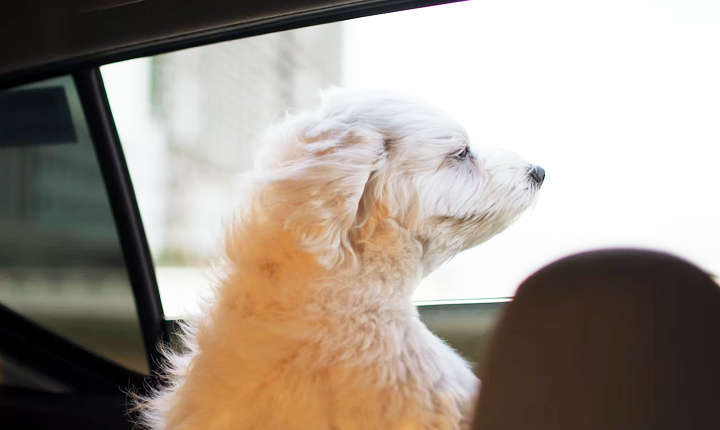 카카오 펫택시 요금가격 강아지 고양이 표현이미지