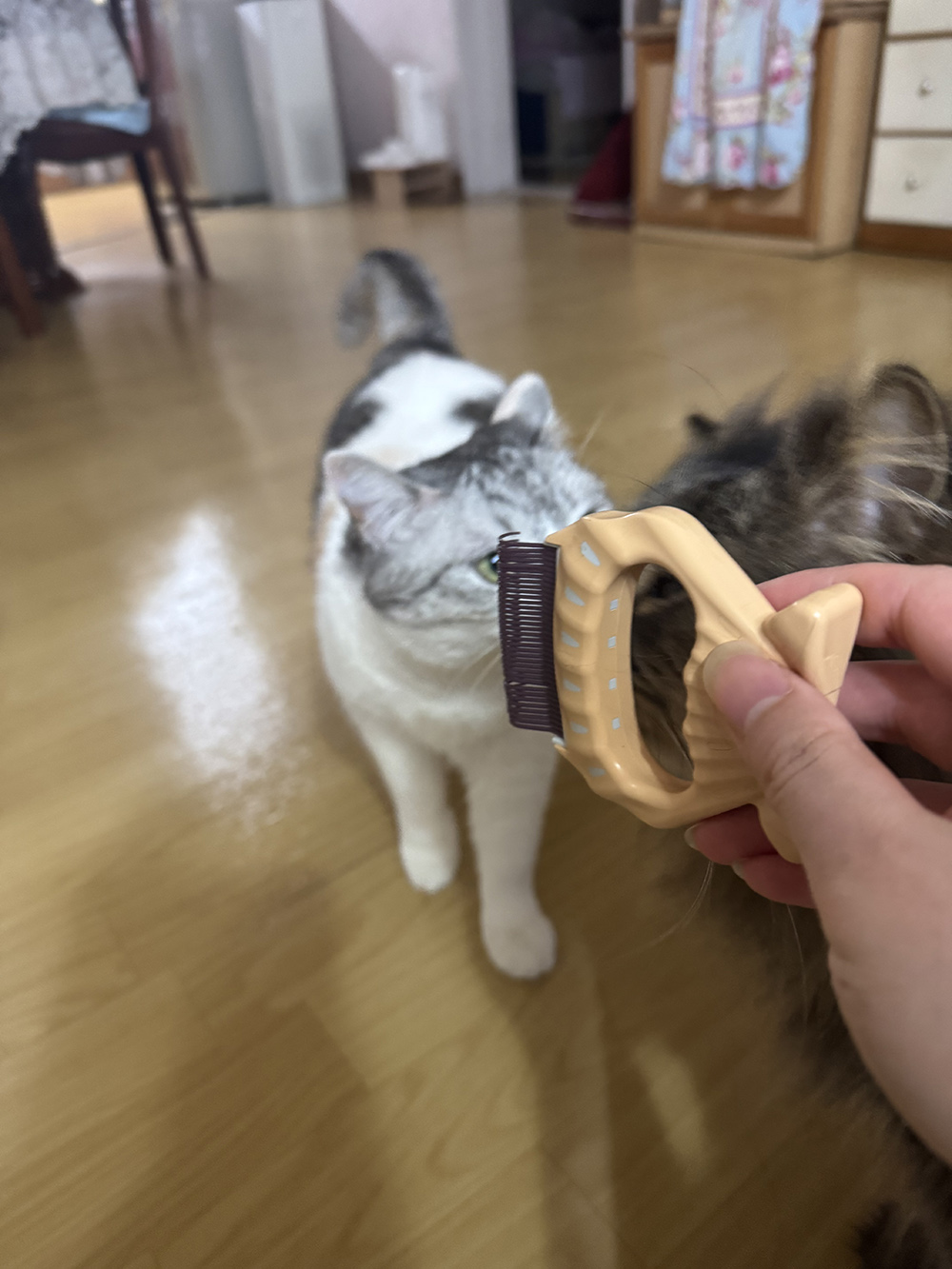 코숏+페르시안 집사의 고양이 브러쉬 빗 후기 &ndash; 사*빗 저렴이 버전 추천!🐱