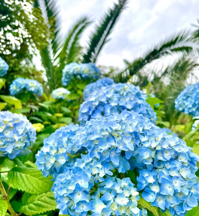 제주 수국 명소 현애원|수국 개화 시기부터 포토존, 입장료까지 총정리