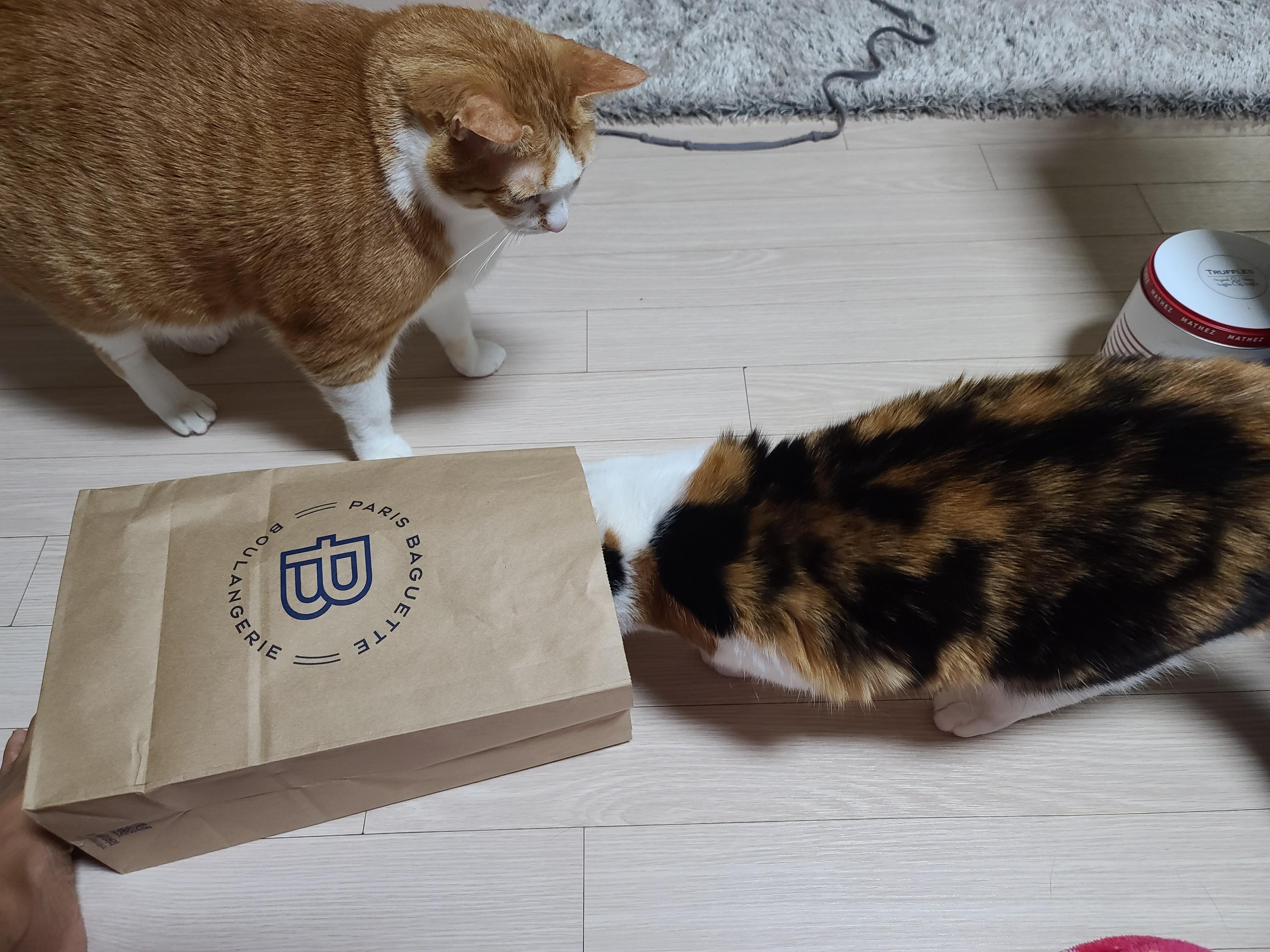 고양이들에게 최고의 장난감은